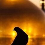 کلاغ رو سیاه